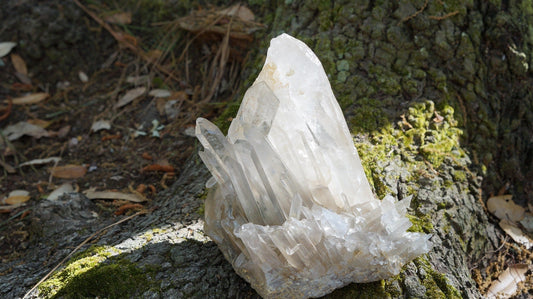 Weißer Kristall auf Waldboden